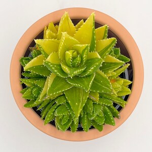Rare Variegated Golden Toothed Aloe Live Plant