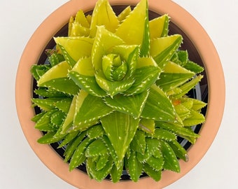 Rare Variegated Golden Toothed Aloe Live Plant