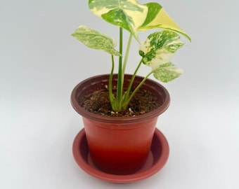 Monstera Creme Brulee Variegated Starter Live Houseplant (Exact Plant)