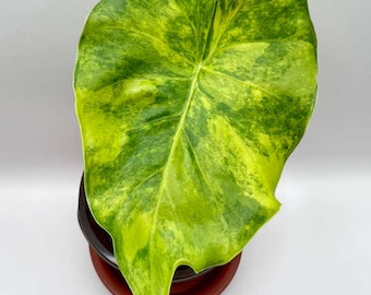 Alocasia Gageana Aurea Rare Live Houseplant
