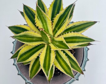 Assorted Agave Live Houseplants