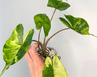 Alocasia Stingray Aurea Variegated Starter Live Plant