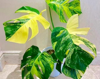 Monstera Deliciosa Aurea Starter Live Plant