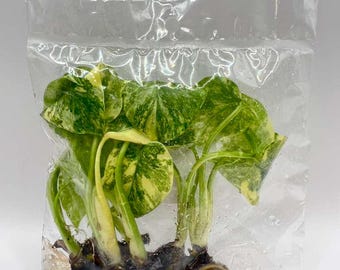 Assorted Tissue Cultures Live Plants