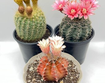 Assorted Cactus Live Plant