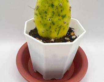 Opuntia Sunburst Rare Variegata Live Cactus