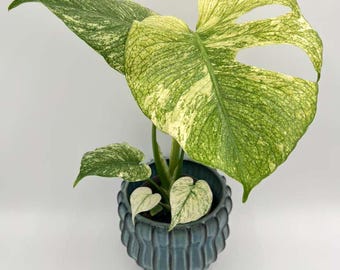 Monstera White Monster Rare Variegated Live Houseplant