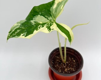 Syngonium Podophyllum 'Albo Variegata' Rare House Plant