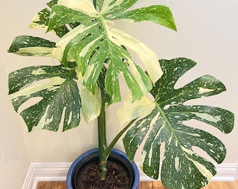 Monstera Thai Constellation Live Houseplant （Exact Plant）