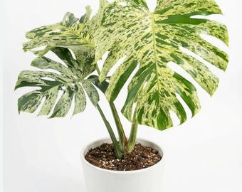 Monstera Deliciosa Bulbasaur (High Variegation) Live Stater Plant