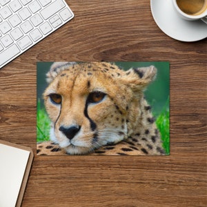 Majestueuze Cheetah-wenskaart - Levendige portretfoto, ideaal cadeau voor liefhebbers van natuur, dieren in het wild en reizen - prachtige natuurkunst