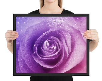 Beautiful Framed Fine Art Photography - Vibrant Pink Rose with Purple Hues - Sharp Macro Photo - Perfect Gift for Nature & Flower Lovers