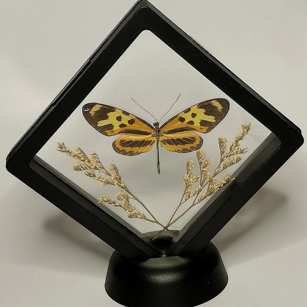 Eueides isabella ssp, floating frame, real butterfly