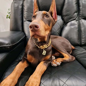 Doberman neck chain hot sale