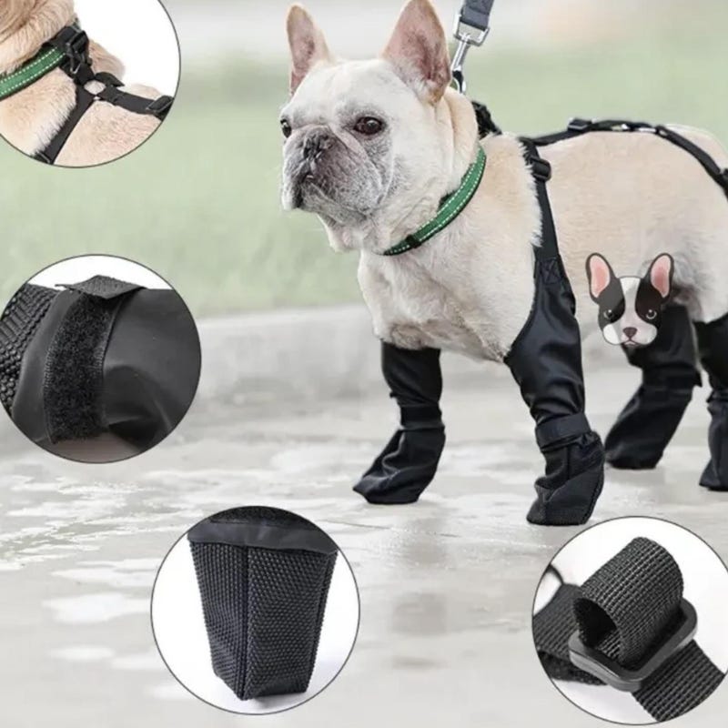 bobs rain boots dogs