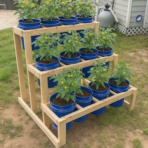 Könnte beinhalten: Ein gestufter Holzpflanzer mit blauen Eimern, die Tomatenpflanzen enthalten. Der Pflanzer hat drei Ebenen, jede mit mehreren Pflanzen mit grünen Blättern und gelben Blüten. Die Struktur besteht aus Naturholz und steht auf Gras.