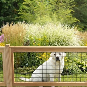 Puede incluir: Un labrador blanco está sentado detrás de una valla de madera con malla de alambre. El perro está en un jardín con hierbas altas, flores amarillas y flores moradas. La valla tiene un acabado de madera natural.