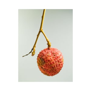 Lychee Seed Oil  Organic Cold Pressed Smells Amazing! Full Body Oil Yoni Oil Dry Scalp/ Skin  Hair Growth  Moisturizing  NON Comedogenic