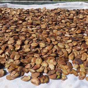 May include: A close-up shot of a large pile of brown, oval-shaped seeds drying on a white cloth. The seeds have a variety of brown tones, with some showing hints of green. The seeds are spread out, suggesting a drying process.