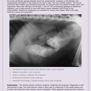 Feline NAVLE Questions Bank for NAVLE Prep Comprehensive NAVLE Prep Guide Navle Exam Question with Answers 1158 Pages image 1