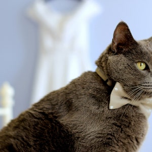 May include: A gray cat wearing a beige bow tie with white polka dots. The cat is looking to the right of the frame.