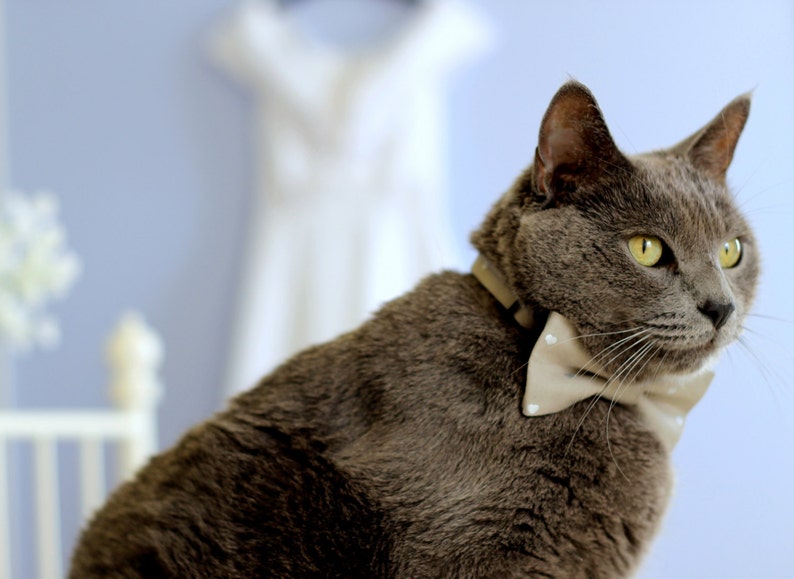 May include: A gray cat wearing a beige bow tie with white polka dots. The cat is looking to the right of the frame.