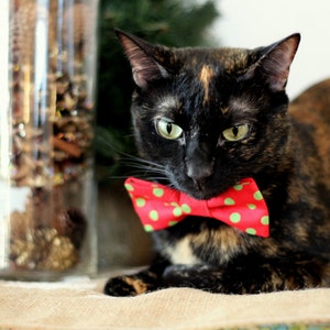 May include: A black and brown tortoiseshell cat wearing a red and green polka dot bow tie. The cat is looking at the camera with a serious expression.