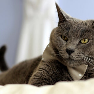May include: A gray cat with a white bow tie is lying on a white bed. The cat has yellow eyes and a serious expression.