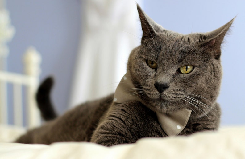 May include: A gray cat with a white bow tie is lying on a white bed. The cat has yellow eyes and a serious expression.
