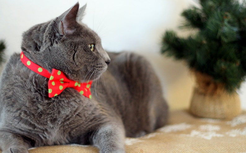 May include: A gray cat wearing a red and green polka dot bow tie. The cat is lying on a brown surface with a blurry green Christmas tree in the background.
