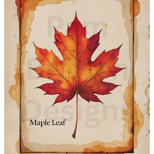May include: A watercolor-style print of a vibrant red and yellow maple leaf. The leaf is centered on a cream-colored background with a brown border. The words "Maple Leaf" are printed below the leaf.