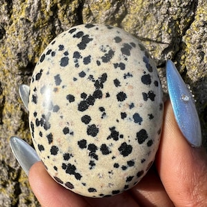 Dalmatian Jasper Palm Stone - India - Root + Sacral + Solar Plexus Chakra