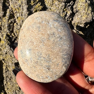RARE Fossilized Dinosaur Bone Palm Stone - Agatized Dinosaur Bone - Morocco