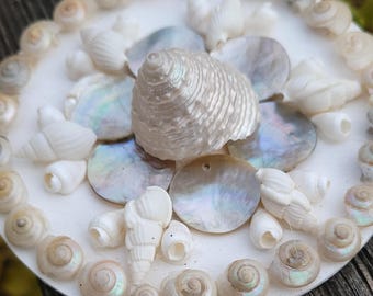 May include: A round, white seashell decoration featuring a variety of seashells and iridescent mother-of-pearl pieces. The design includes a large, textured shell in the center, surrounded by smaller shells and circular pieces. The shells are primarily white and cream-colored.