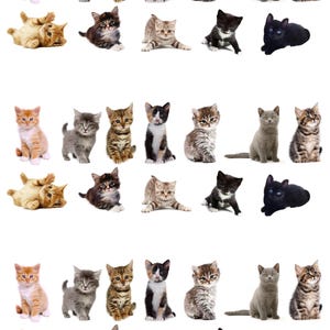 May include: A collection of various kittens in different poses. The kittens have a variety of coat colors and patterns, including orange, gray, tabby, black and white, and solid black. Some kittens are sitting, while others are lying down.
