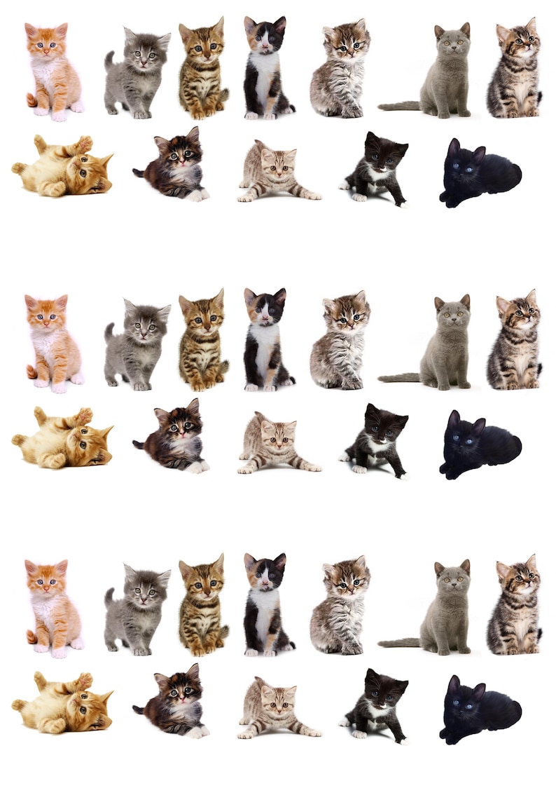 May include: A collection of various kittens in different poses. The kittens have a variety of coat colors and patterns, including orange, gray, tabby, black and white, and solid black. Some kittens are sitting, while others are lying down.