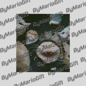 May include: A square print featuring a group of cats in various poses, with one cat yawning widely. The cats have different fur colors, including white, orange, and grey. The word "studio" is visible in the bottom right corner.