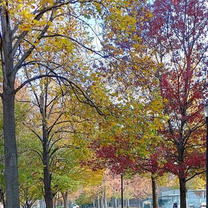 Peut inclure: Une rangée d'arbres aux feuilles jaunes, rouges et vertes en automne. Un lampadaire se trouve au centre de l'image.
