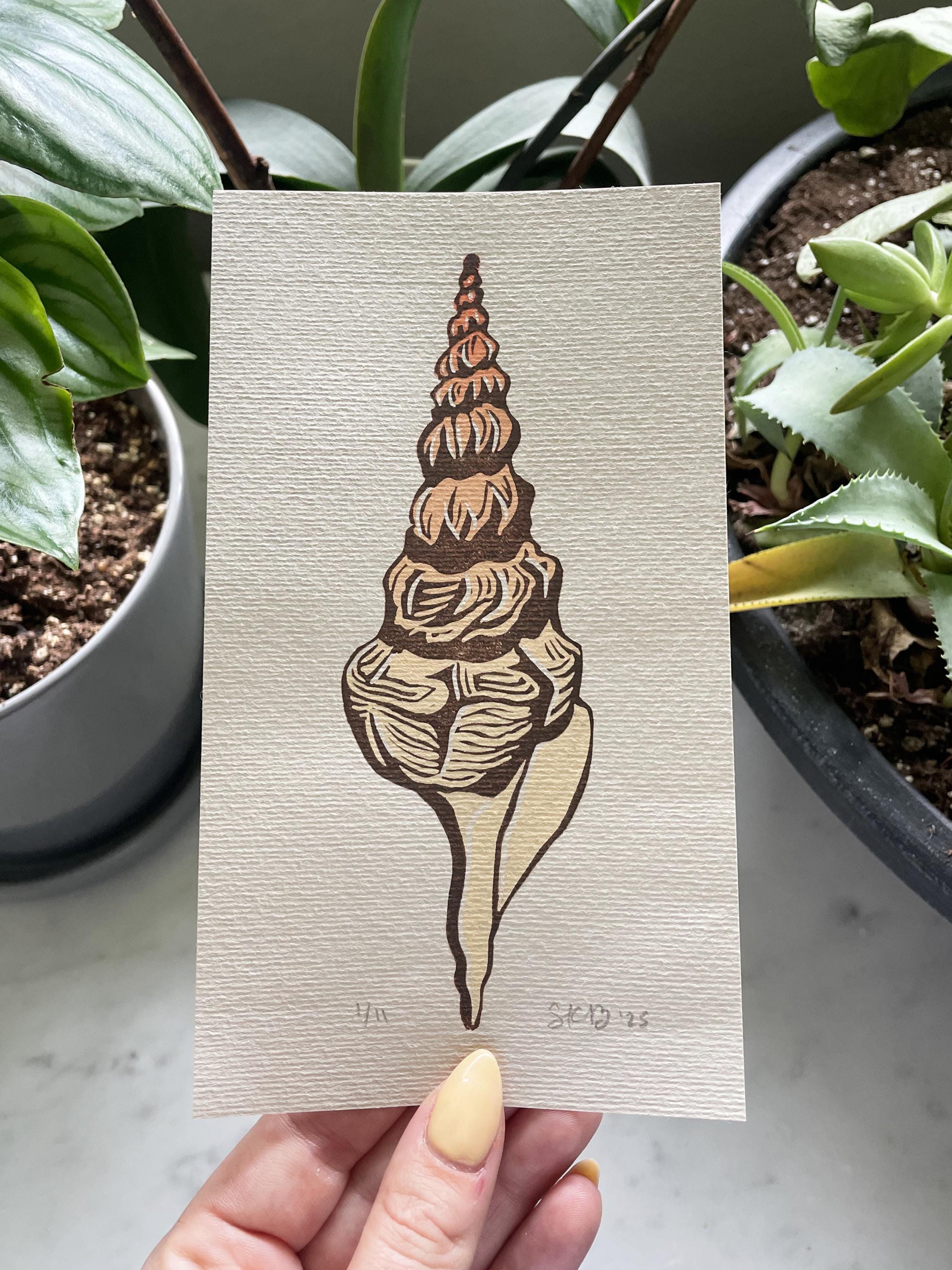 Linocut Conch Shell Conch Shell Linocut Print | Handmade Limited Edition Art - Etsy