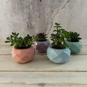 Può includere: Quattro piccoli vasi geometrici in cemento di colore rosa, viola, blu e verde, ognuno con una pianta grassa diversa.