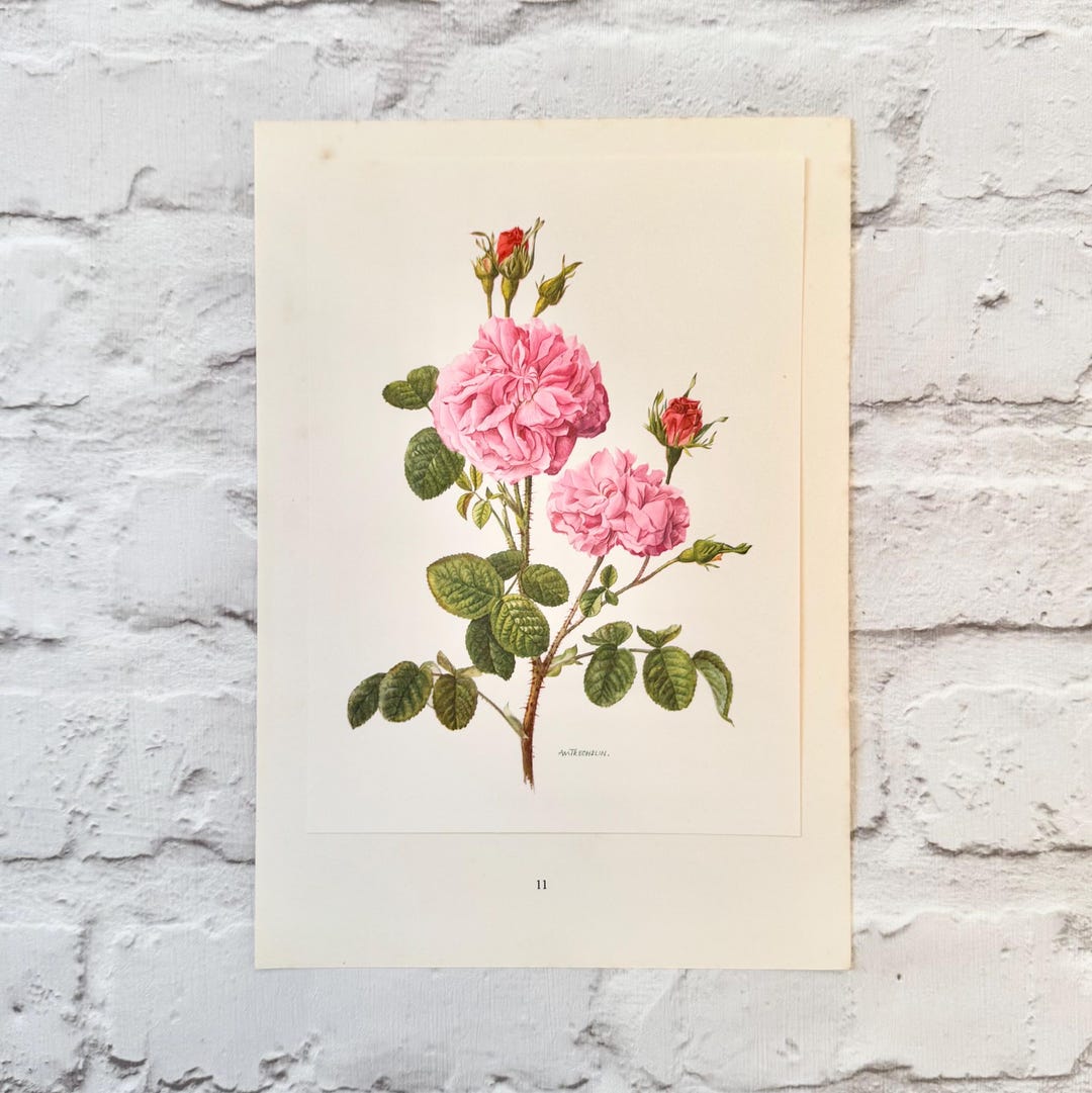Vintage Pink Rose Botanical Print, 1960s Floral Wall Art (A4) - Etsy