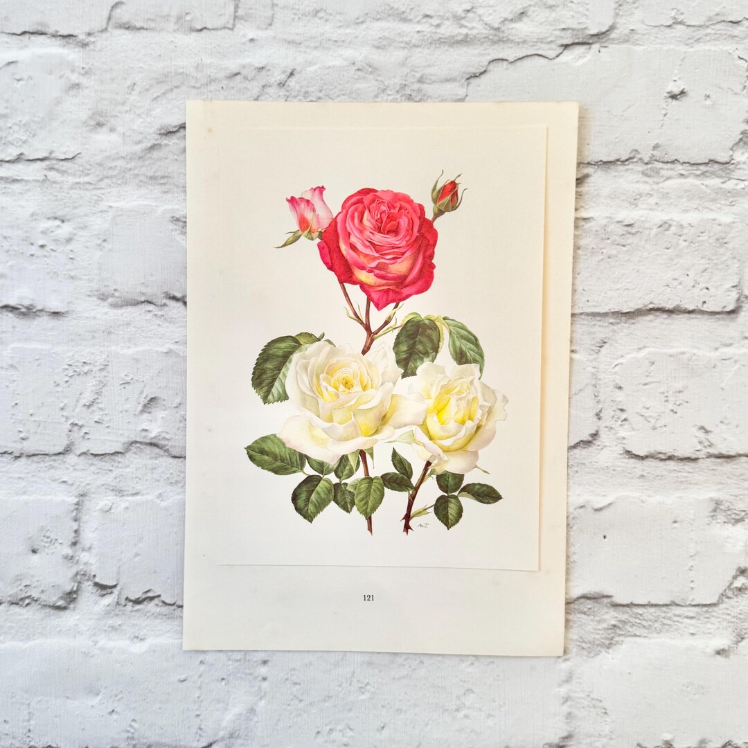 Vintage Rose Botanical Print - 1960s Floral Wall Art - Etsy