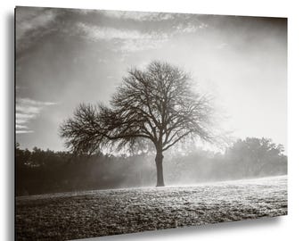 Foggy Morning Tree Photo, Lone Tree Wall Art, Misty Field Landscape Print, Black and White Nature Photography, Moody Fog Art