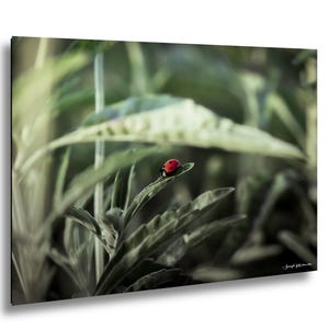 May include: A vibrant red ladybug with black spots rests on a green leaf, set against a blurred background of foliage. The image captures a moment in nature, showcasing the insect's bright color and the intricate details of the leaf.