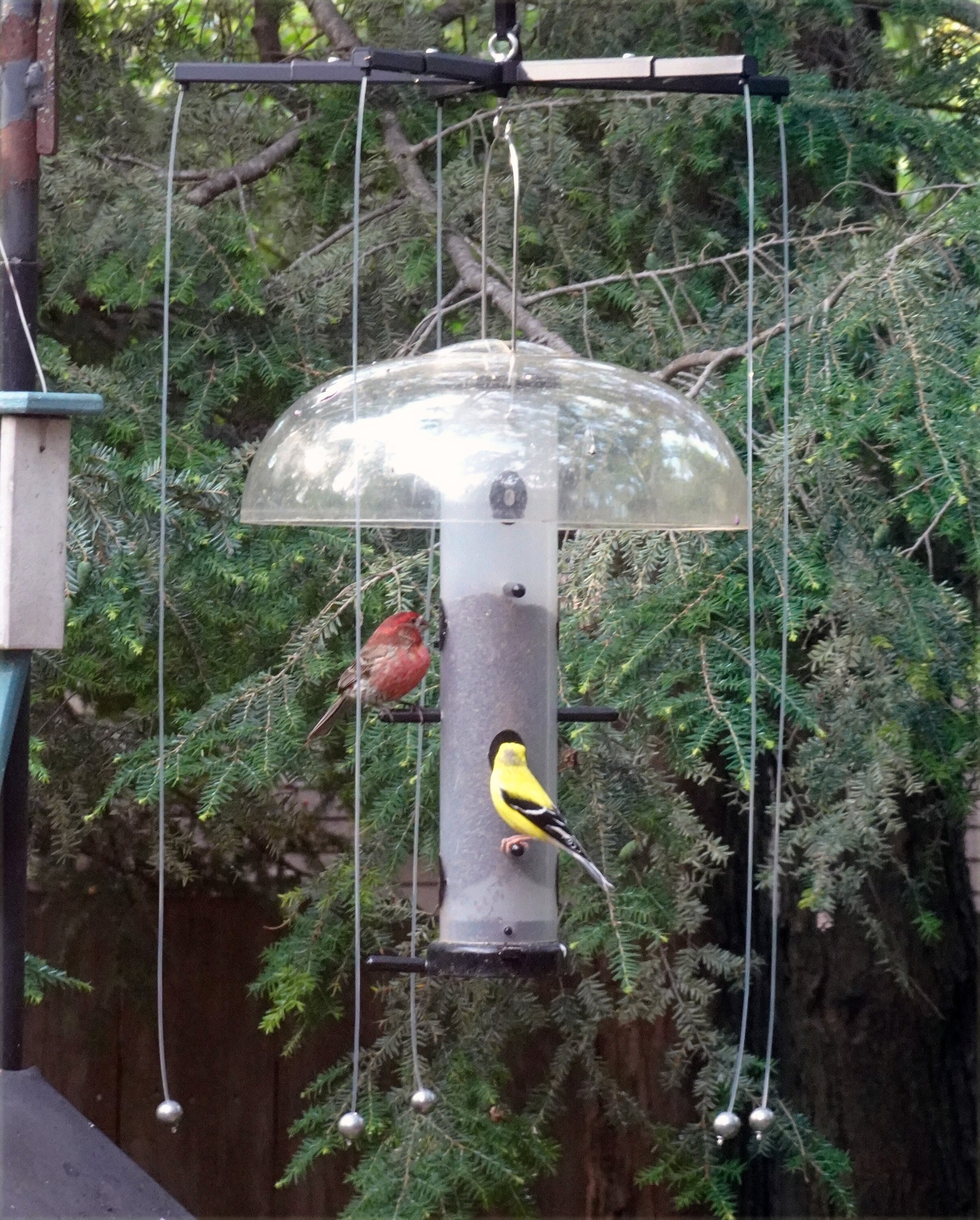 Keep House Sparrows off your tube feeders with Sparrow-B-Gone! Money back guarantee.