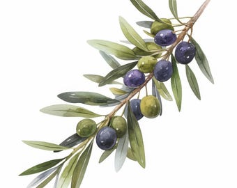 May include: Watercolor illustration of an olive branch with green and purple olives and green leaves. The olives are in various stages of ripeness, and the leaves are a mix of light and dark green. The branch is a light brown color.