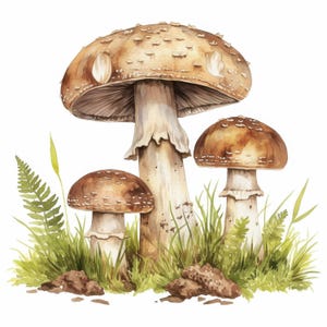 May include: Watercolor illustration of three mushrooms with brown caps and white stems, set against a backdrop of green grass, ferns, and small pieces of soil. The largest mushroom is in the center.