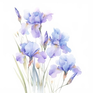 以下が含まれることがあります： 白い背景に、青と紫のアイリスの花の水彩画。緑色の茎と葉が描かれています。花は様々な開花段階にあり、つぼみがまだ閉じているものもあります。