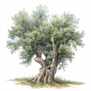May include: Watercolor illustration of an olive tree. The tree features a thick, gnarled trunk and branches with lush green foliage. The artwork is set against a white background, with subtle hints of grass at the base.