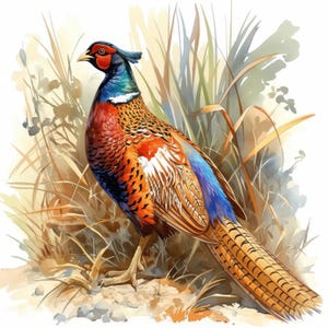 Op de afbeelding: Waterverfillustratie van een fazant in hoog gras. De vogel heeft levendige kleuren, waaronder rode, oranje, blauwe en bruine veren. De fazant heeft een rode kop, een blauwe kuif en een lange, patroonstaart.
